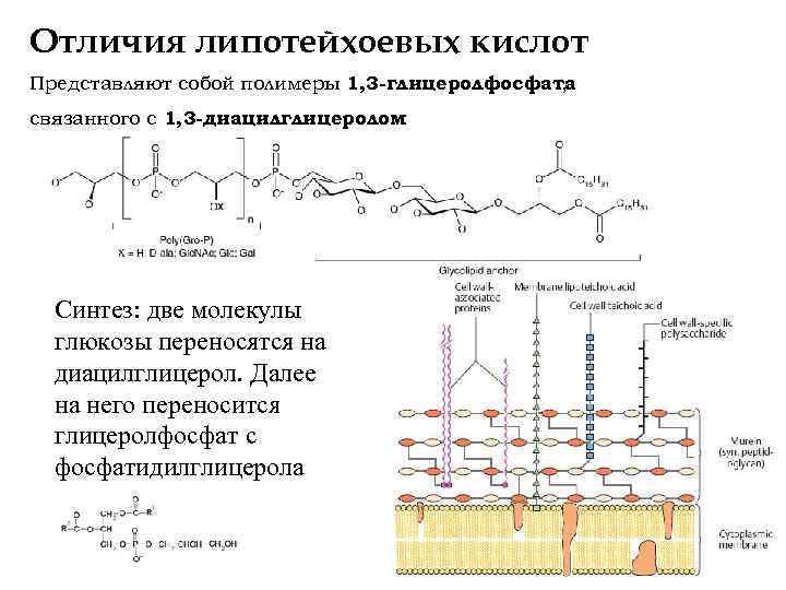 Отличия липотейхоевых кислот Представляют собой полимеры 1, 3 -глицеролфосфата , связанного с 1, 3