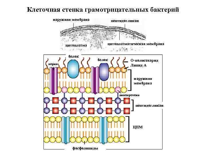 Клеточная стенка грамотрицательных бактерий наружняя мембрана пептидогликан цитоплазматическая мембрана цитоплазма белок порин О-полисахарид Липид