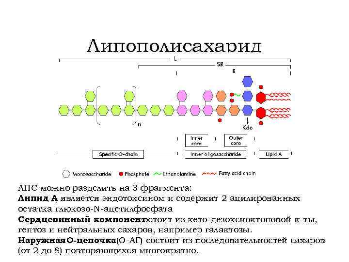 Липополисахарид ЛПС можно разделить на 3 фрагмента: Липид А является эндотоксином и содержит 2