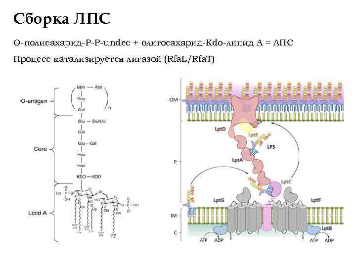 Сборка ЛПС О-полисахарид-P-P-undec + олигосахарид-Kdo-липид А = ЛПС Процесс катализируется лигазой (Rfa. L/Rfa. T)