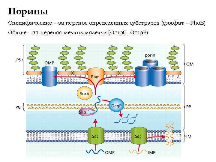 Порины Специфические – за перенос определенных субстратов (фосфат – Pho. E) Общие – за
