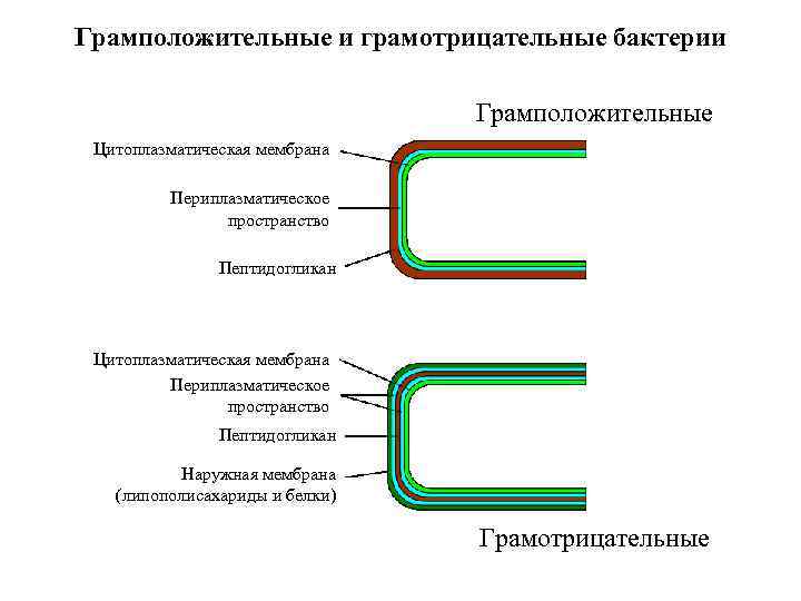 Грамположительные и грамотрицательные бактерии Грамположительные Цитоплазматическая мембрана Периплазматическое пространство Пептидогликан Наружная мембрана (липополисахариды и