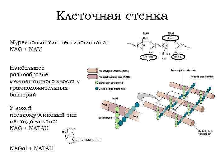 Клеточная стенка Муреиновый тип пептидогликана: NAG + NAM Наибольшее разнообразие межпептидного хвоста у грамположительных