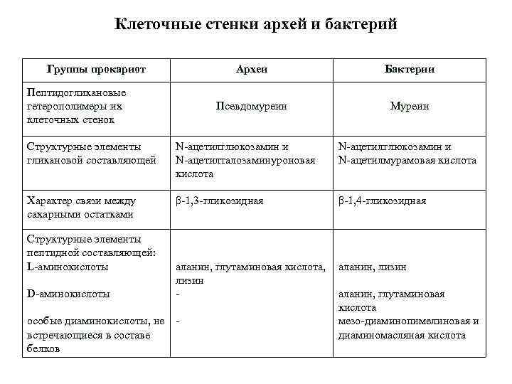 Клеточные стенки архей и бактерий Группы прокариот Археи Псевдомуреин Пептидогликановые гетерополимеры их клеточных стенок