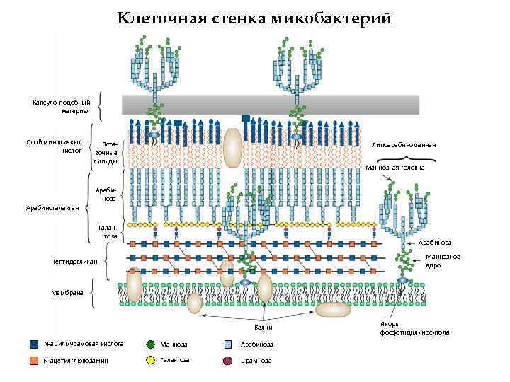 Клеточная стенка микобактерий Капсуло-подобный материал Слой миколиевых кислот Вставочные липиды Липоарабиноманнан Маннозная головка Арабиноза