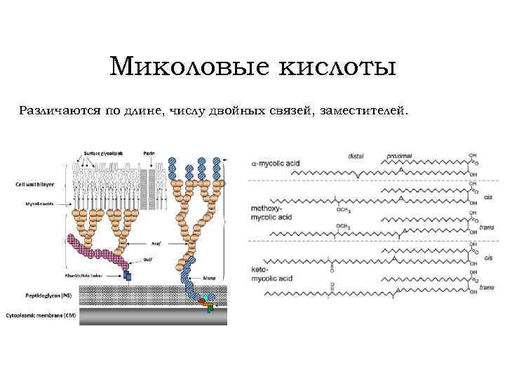 Миколовые кислоты Различаются по длине, числу двойных связей, заместителей. 