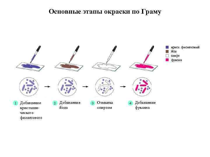 Основные этапы окраски по Граму крист. фиолетовый йод спирт фуксин 1 Добавление кристаллического фиолетового