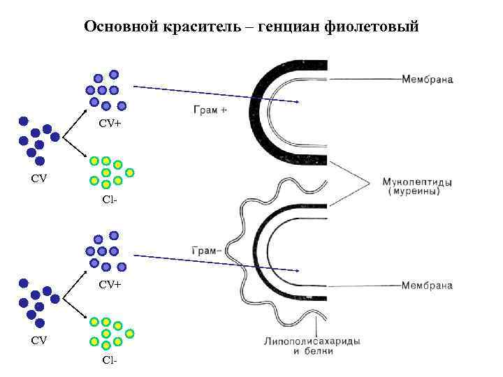 Основной краситель – генциан фиолетовый CV+ CV Cl- 