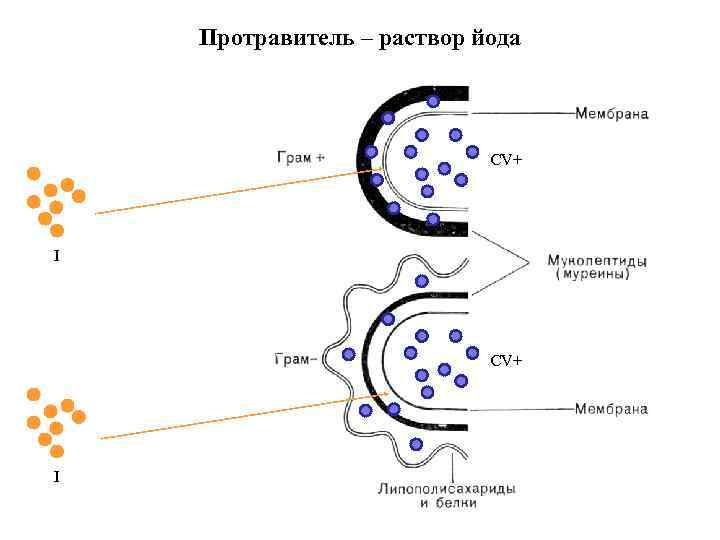 Протравитель – раствор йода CV+ I 