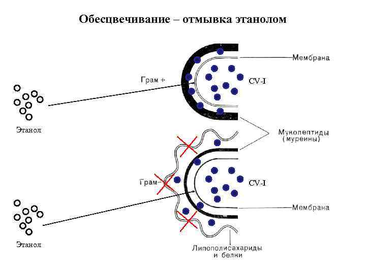 Обесцвечивание – отмывка этанолом CV-I Этанол 