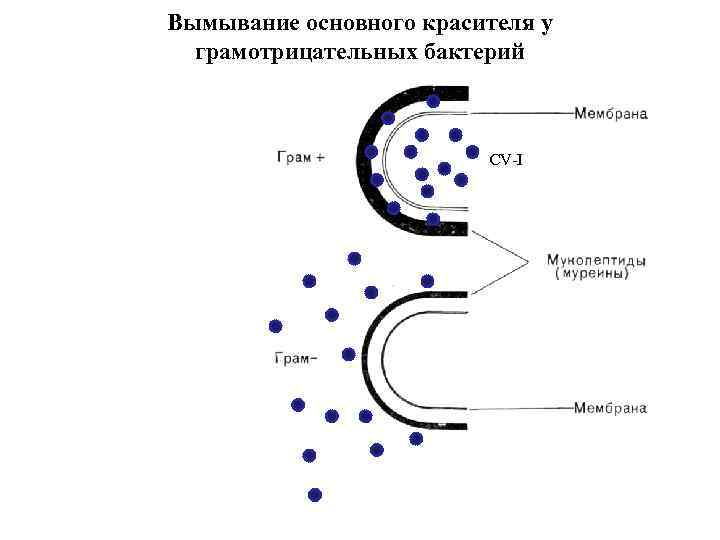 Вымывание основного красителя у грамотрицательных бактерий CV-I 