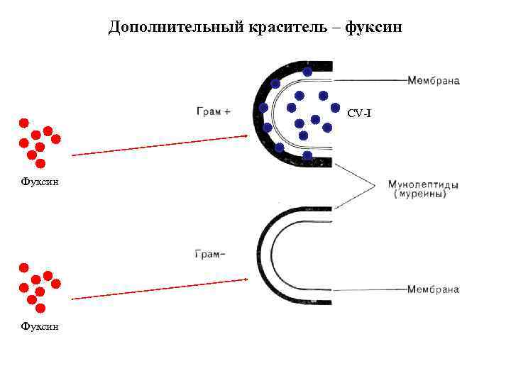 Дополнительный краситель – фуксин CV-I Фуксин 