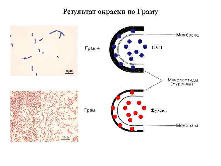 Результат окраски по Граму CV-I Фуксин 