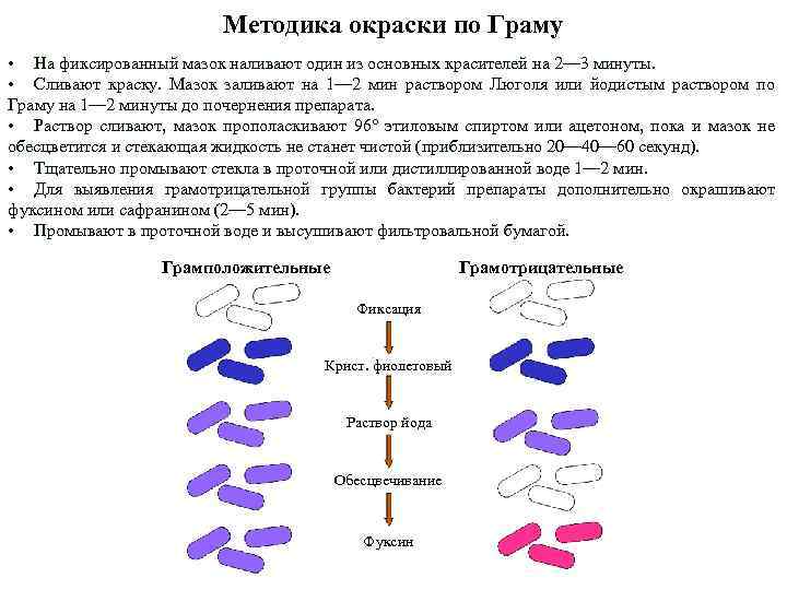 Методика окраски по Граму • На фиксированный мазок наливают один из основных красителей на