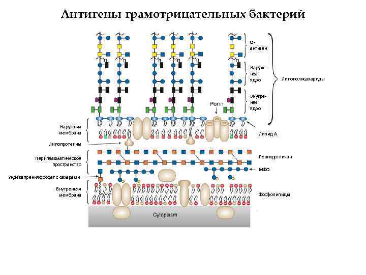 Антигены грамотрицательных бактерий Оантиген Наружнее ядро Липополисахариды Внутренее ядро Наружняя мембрана Липид А Липопротеины