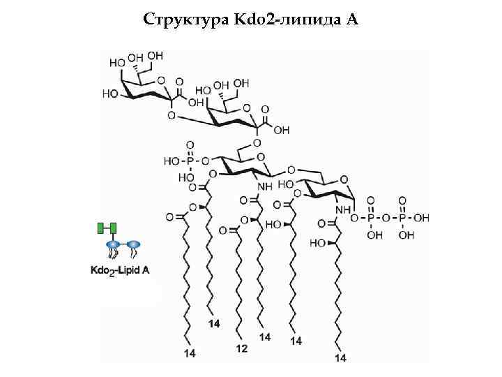 Структура Kdo 2 -липида А 