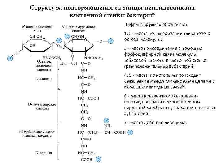 Структура повторяющейся единицы пептидогликана клеточной стенки бактерий Цифры в кружках обозначают: 1, 2 -