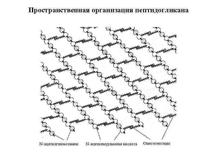 Пространственная организация пептидогликана N-ацетилглюкозамин N-ацетилмурамовая кислота Олигопептиды 