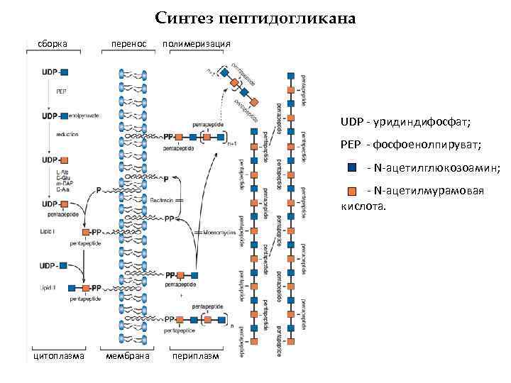 Синтез пептидогликана сборка перенос полимеризация UDP - уридиндифосфат; PEP - фосфоенолпируват; - N-ацетилглюкозоамин; -