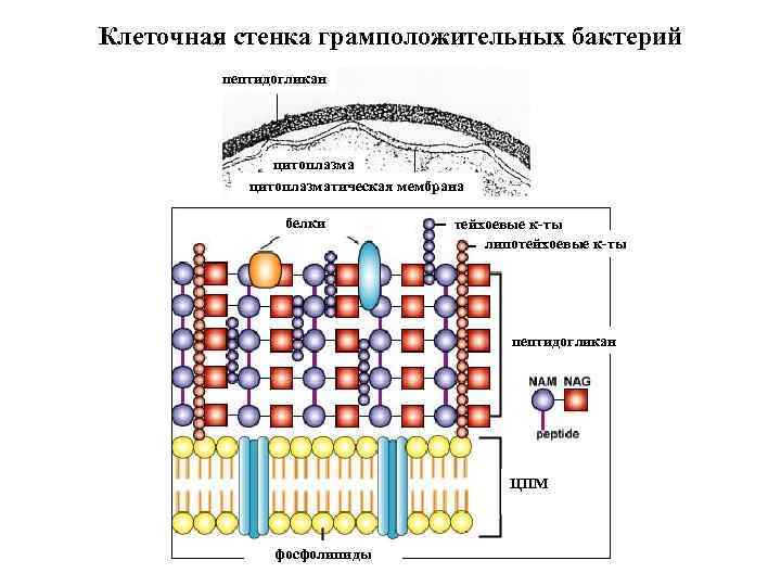 Клеточная стенка грамположительных бактерий пептидогликан цитоплазматическая мембрана белки тейхоевые к-ты липотейхоевые к-ты пептидогликан ЦПМ