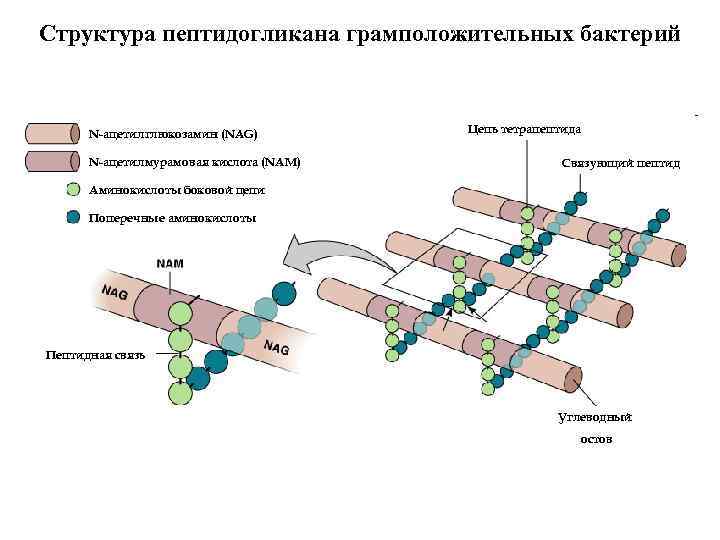 Структура пептидогликана грамположительных бактерий N-ацетилглюкозамин (NAG) N-ацетилмурамовая кислота (NAM) Цепь тетрапептида Связующий пептид Аминокислоты