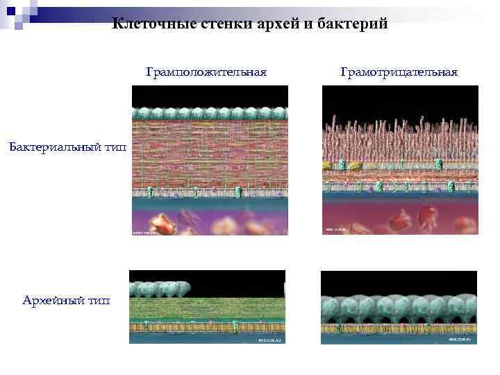 Клеточные стенки архей и бактерий Грамположительная Бактериальный тип Архейный тип Грамотрицательная 