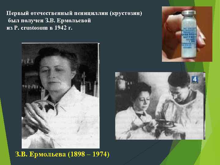 Первый отечественный пенициллин (крустозин) был получен З. В. Ермольевой из P. crustosum в 1942
