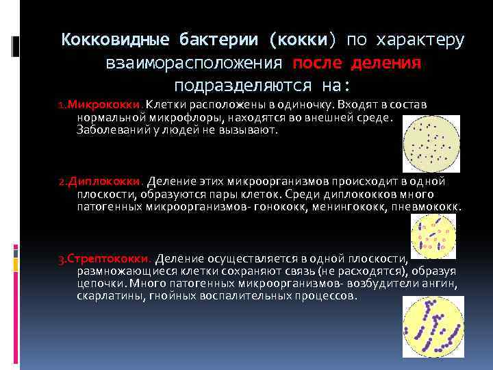 Кокковидные бактерии (кокки) по характеру взаиморасположения после деления подразделяются на: 1. Микрококки. Клетки расположены