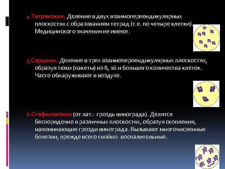 4. Тетракокки. Деление в двух взаимоперпендикулярных плоскостях с образованием тетрад (т. е. по четыре