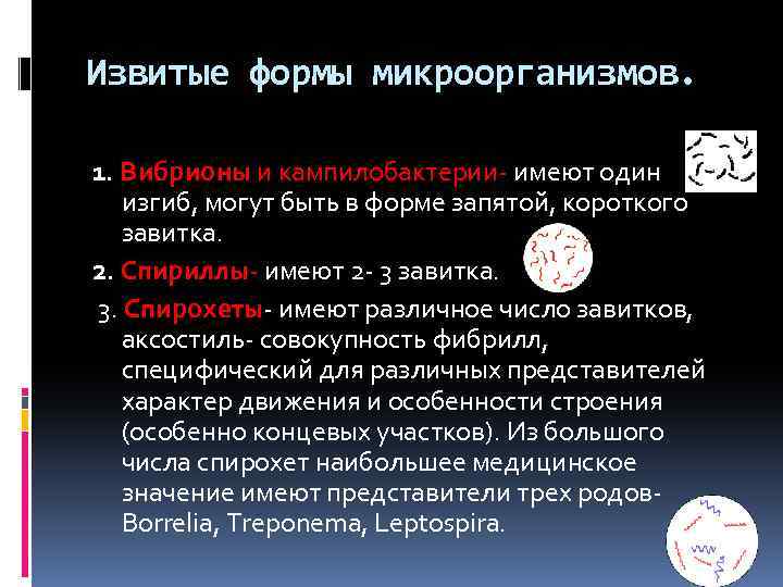 Извитые формы микроорганизмов. 1. Вибрионы и кампилобактерии- имеют один изгиб, могут быть в форме