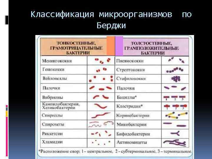 Классификация микроорганизмов по Берджи 