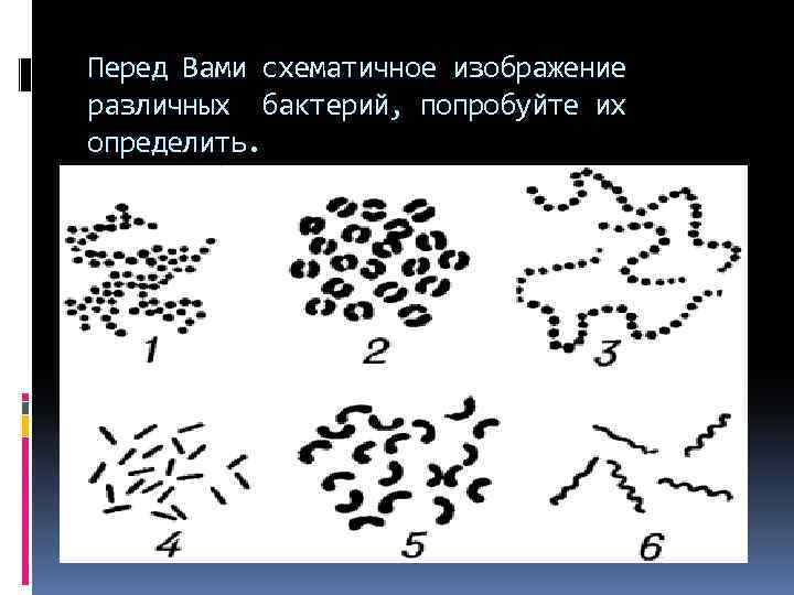 Перед Вами схематичное изображение различных бактерий, попробуйте их определить. 1. Стафилококки 2. Диплококки 3.