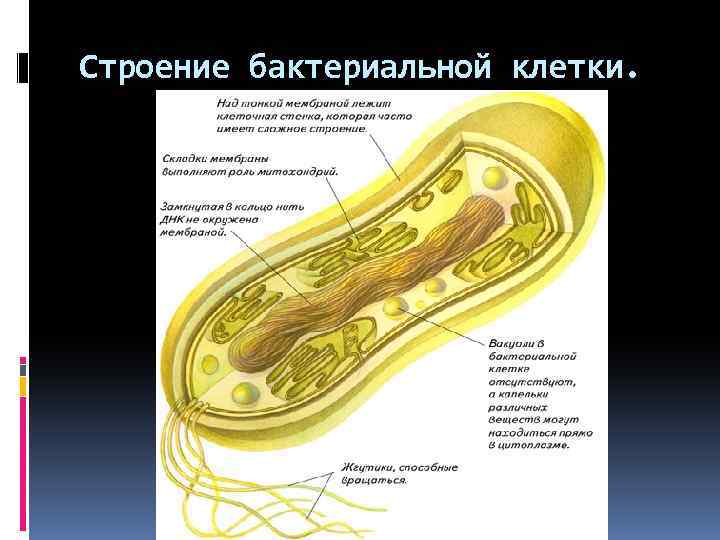 Строение бактериальной клетки. 