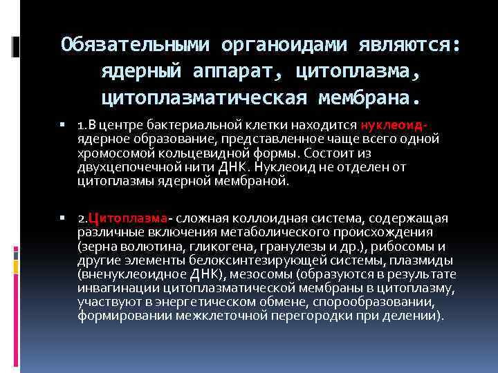 Обязательными органоидами являются: ядерный аппарат, цитоплазматическая мембрана. 1. В центре бактериальной клетки находится нуклеоид-