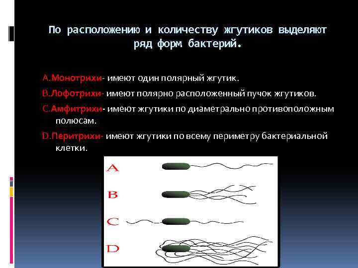 По расположению и количеству жгутиков выделяют ряд форм бактерий. А. Монотрихи- имеют один полярный