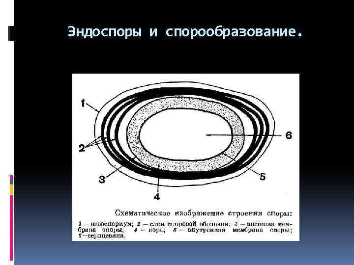 Эндоспоры и спорообразование. 