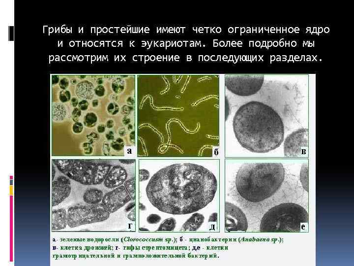 Грибы и простейшие имеют четко ограниченное ядро и относятся к эукариотам. Более подробно мы