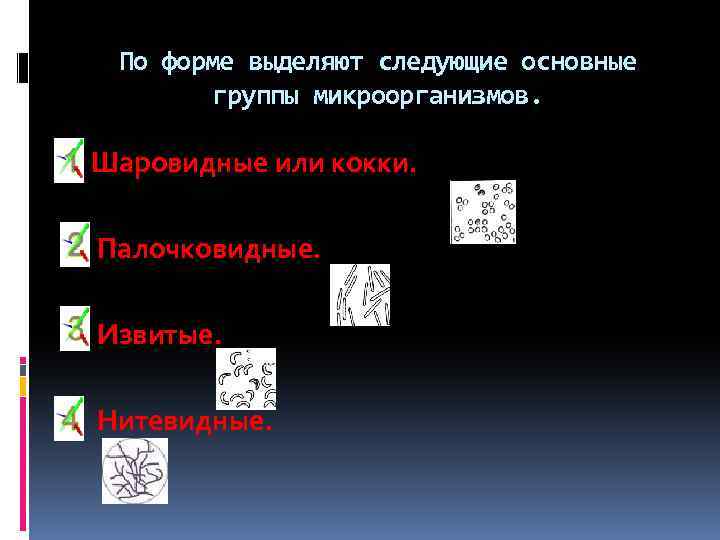 По форме выделяют следующие основные группы микроорганизмов. Шаровидные или кокки. Палочковидные. Извитые. Нитевидные. 