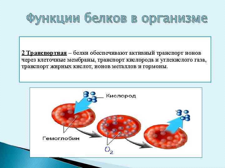 Функции белков в организме 2 Транспортная – белки обеспечивают активный транспорт ионов через клеточные