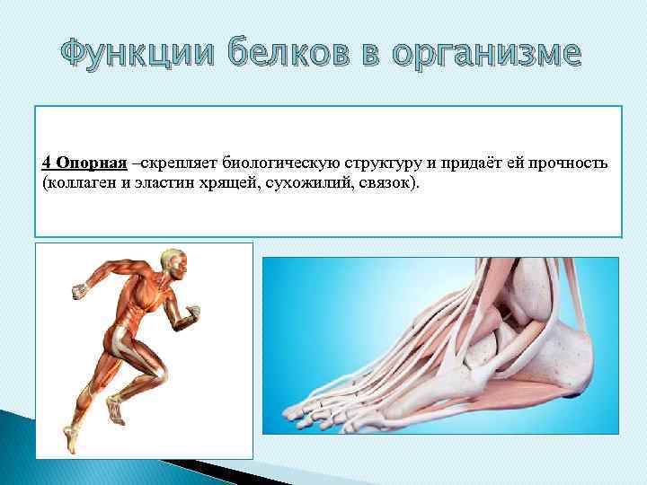 Функции белков в организме 4 Опорная –скрепляет биологическую структуру и придаёт ей прочность (коллаген