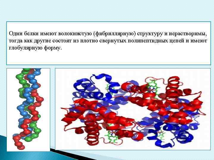 Одни белки имеют волокнистую (фибриллярную) структуру и нерастворимы, тогда как другие состоят из плотно