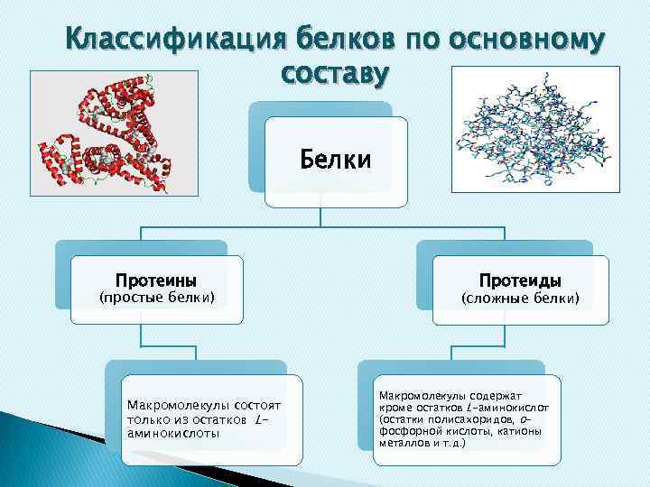 Белки состоят из остатков. Классификация простых и сложных белков. Классификация белков сложные белки. Классификация простых белков (протеинов. Классификация белков химия простых белков.