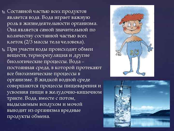  Составной частью всех продуктов является вода. Вода играет важную роль в жизнедеятельности организма.