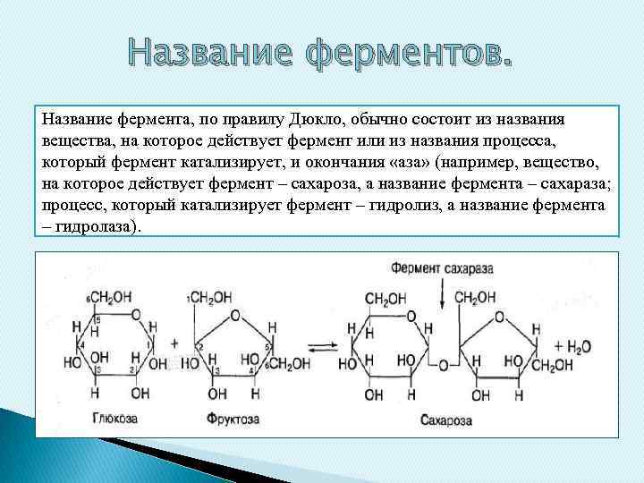 Химическая реакция катализируемая ферментом