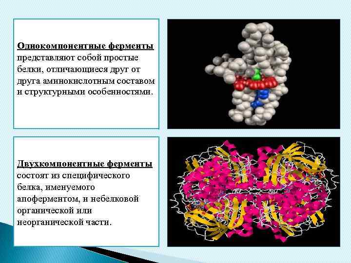 Однокомпонентные ферменты представляют собой простые белки, отличающиеся друг от друга аминокислотным составом и структурными