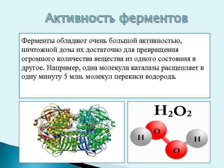 Активность ферментов Ферменты обладают очень большой активностью, ничтожной дозы их достаточно для превращения огромного