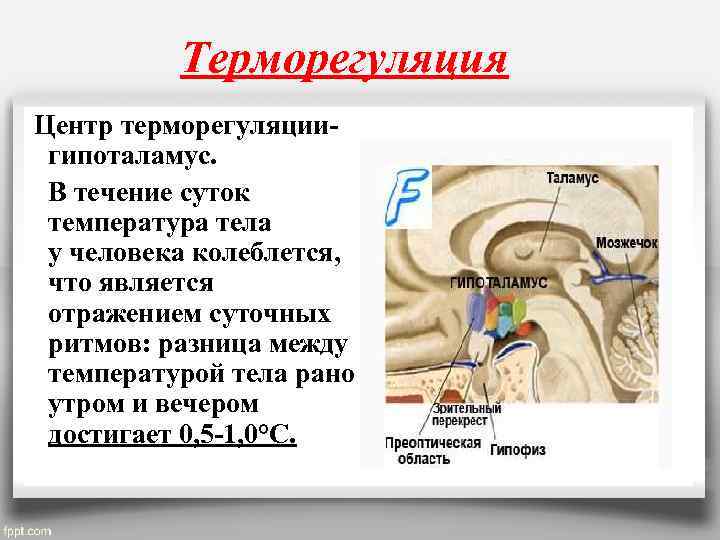 Терморегуляция Центр терморегуляции- гипоталамус. В течение суток температура тела у человека колеблется, что является