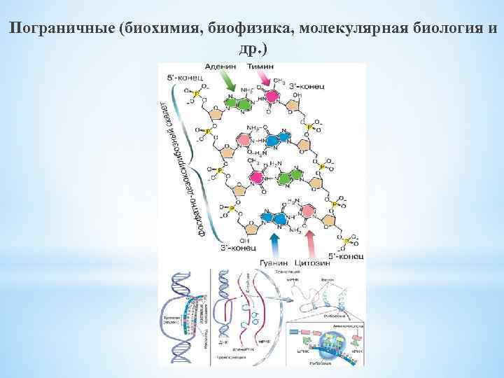 Пограничные (биохимия, биофизика, молекулярная биология и др. ) 