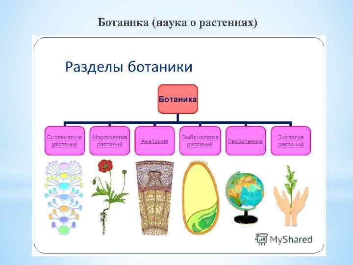 Ботаника (наука о растениях) 