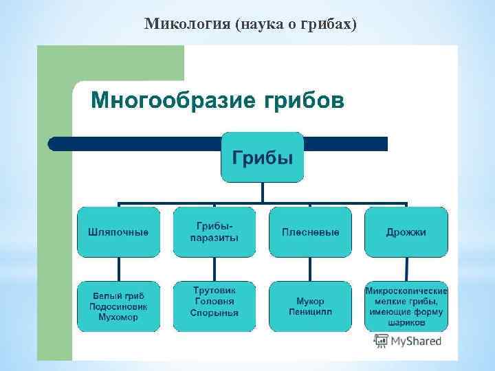 Микология (наука о грибах) 